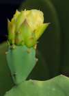 Prickly pear cactus bud, Boothill, New Mexico Art Print